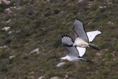 BIRD - IBIS - AFRICAN SACRED IBIS - ELAND'S BAY SOUTH AFRICA (3).JPG