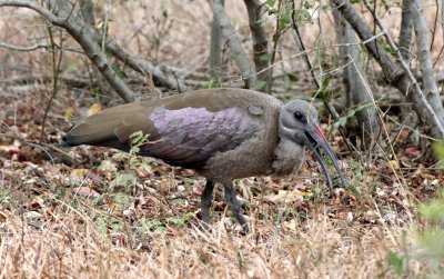 BIRD - IBIS - HADEDA IBIS - IMFOLOZI NATIONAL PARK SOUTH AFRICA (8).JPG