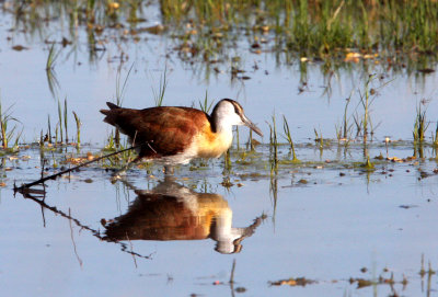 BIRD - JACANA - AFRICAN JACANA - ACTOPHILORNIS AFRICANUS - KHWAI CAMP OKAVANGO BOTSWANA.JPG