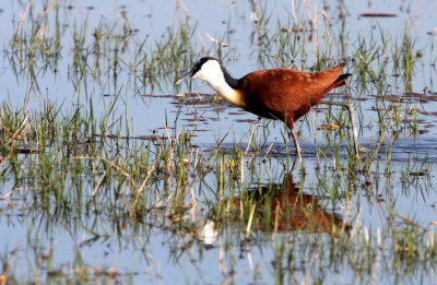 BIRD - JACANA - AFRICAN JACANA - KHWAI CAMP OKAVANGO BOTSWANA (6).JPG