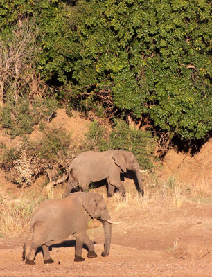 ELEPHANT - AFRICAN ELEPHANT - ALONG THE OLIFANTS RIVER - KRUGER NATIONAL PARK SOUTH AFRICA (6).JPG