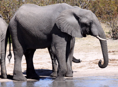 ELEPHANT - AFRICAN ELEPHANT - AT THE WATERHOLE IN SAVUTI - CHOBE NATIONAL PARK BOTSWANA (11).JPG