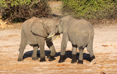 ELEPHANT - AFRICAN ELEPHANT - CHOBE NATIONAL PARK BOTSWANA (24).JPG