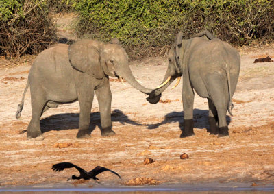 ELEPHANT - AFRICAN ELEPHANT - CHOBE NATIONAL PARK BOTSWANA (28).JPG