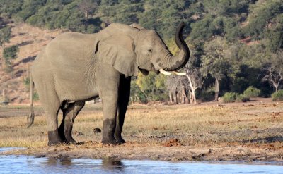 ELEPHANT - AFRICAN ELEPHANT - CHOBE NATIONAL PARK BOTSWANA (40).JPG