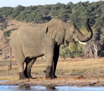 ELEPHANT - AFRICAN ELEPHANT - CHOBE NATIONAL PARK BOTSWANA (42).JPG