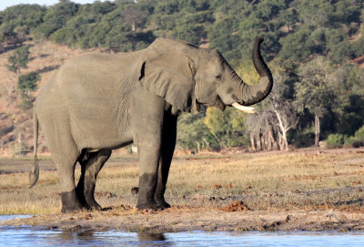 ELEPHANT - AFRICAN ELEPHANT - CHOBE NATIONAL PARK BOTSWANA (43).JPG