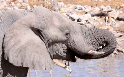 ELEPHANT - AFRICAN ELEPHANT - ETOSHA NATIONAL PARK NAMIBIA (100).JPG