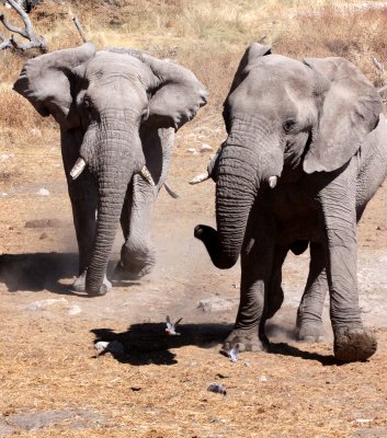 ELEPHANT - AFRICAN ELEPHANT - ETOSHA NATIONAL PARK NAMIBIA (123).JPG