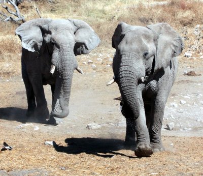 ELEPHANT - AFRICAN ELEPHANT - ETOSHA NATIONAL PARK NAMIBIA (125).JPG