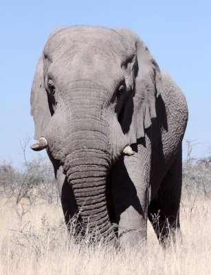 ELEPHANT - AFRICAN ELEPHANT - ETOSHA NATIONAL PARK NAMIBIA (2).JPG