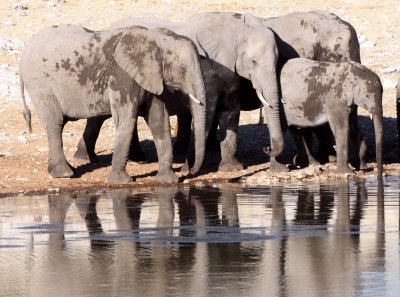 ELEPHANT - AFRICAN ELEPHANT - ETOSHA NATIONAL PARK NAMIBIA (25).JPG