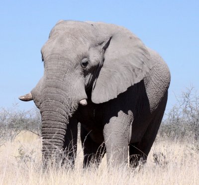 ELEPHANT - AFRICAN ELEPHANT - ETOSHA NATIONAL PARK NAMIBIA (3).JPG