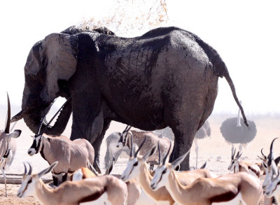 ELEPHANT - AFRICAN ELEPHANT - ETOSHA NATIONAL PARK NAMIBIA (30).JPG