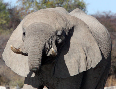 ELEPHANT - AFRICAN ELEPHANT - ETOSHA NATIONAL PARK NAMIBIA (37).JPG