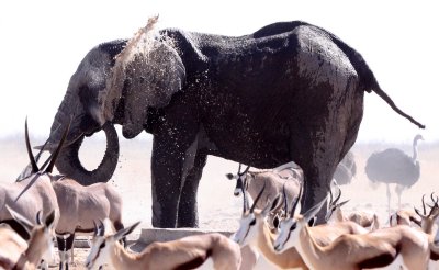ELEPHANT - AFRICAN ELEPHANT - ETOSHA NATIONAL PARK NAMIBIA (42).JPG