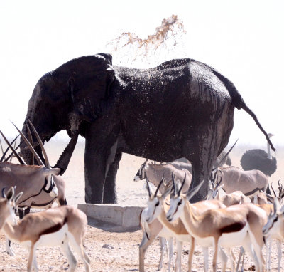 ELEPHANT - AFRICAN ELEPHANT - ETOSHA NATIONAL PARK NAMIBIA (47).JPG