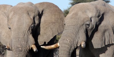 ELEPHANT - AFRICAN ELEPHANT - ETOSHA NATIONAL PARK NAMIBIA (48).JPG