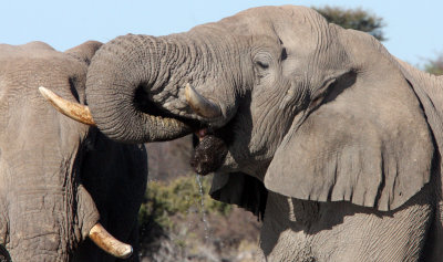 ELEPHANT - AFRICAN ELEPHANT - ETOSHA NATIONAL PARK NAMIBIA (50).JPG