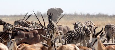 ELEPHANT - AFRICAN ELEPHANT - ETOSHA NATIONAL PARK NAMIBIA (55).JPG