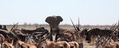 ELEPHANT - AFRICAN ELEPHANT - ETOSHA NATIONAL PARK NAMIBIA (58).JPG