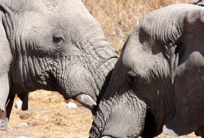 ELEPHANT - AFRICAN ELEPHANT - ETOSHA NATIONAL PARK NAMIBIA (66).JPG