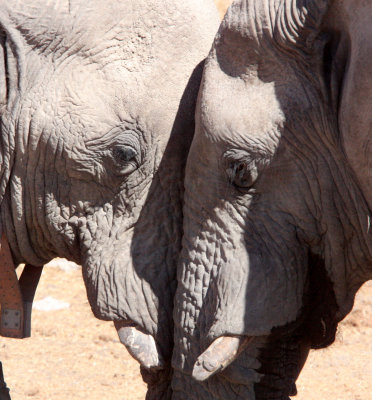 ELEPHANT - AFRICAN ELEPHANT - ETOSHA NATIONAL PARK NAMIBIA (67).JPG