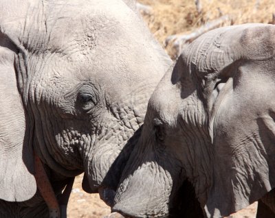 ELEPHANT - AFRICAN ELEPHANT - ETOSHA NATIONAL PARK NAMIBIA (68).JPG