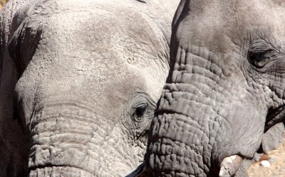 ELEPHANT - AFRICAN ELEPHANT - ETOSHA NATIONAL PARK NAMIBIA (70).JPG