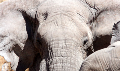 ELEPHANT - AFRICAN ELEPHANT - ETOSHA NATIONAL PARK NAMIBIA (73).JPG