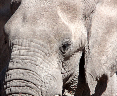 ELEPHANT - AFRICAN ELEPHANT - ETOSHA NATIONAL PARK NAMIBIA (75).JPG