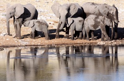 ELEPHANT - AFRICAN ELEPHANT - ETOSHA NATIONAL PARK NAMIBIA (9).JPG