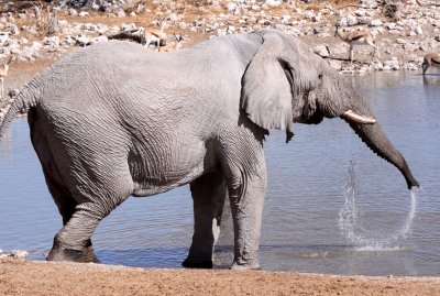 ELEPHANT - AFRICAN ELEPHANT - ETOSHA NATIONAL PARK NAMIBIA (95).JPG