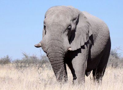 ELEPHANT - AFRICAN ELEPHANT - ETOSHA NATIONAL PARK NAMIBIA.JPG