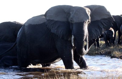 ELEPHANT - AFRICAN ELEPHANT - FROLICKING IN THE CHOBE RIVER - CHOBE NATIONAL PARK BOTSWANA (15).JPG