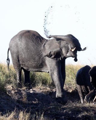 ELEPHANT - AFRICAN ELEPHANT - FROLICKING IN THE CHOBE RIVER - CHOBE NATIONAL PARK BOTSWANA (24).JPG