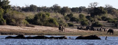 ELEPHANT - AFRICAN ELEPHANT - FROLICKING IN THE CHOBE RIVER - CHOBE NATIONAL PARK BOTSWANA (3).JPG