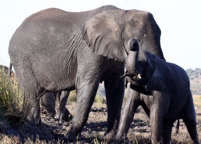 ELEPHANT - AFRICAN ELEPHANT - FROLICKING IN THE CHOBE RIVER - CHOBE NATIONAL PARK BOTSWANA (32).JPG