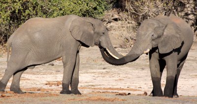 ELEPHANT - AFRICAN ELEPHANT - FROLICKING IN THE CHOBE RIVER - CHOBE NATIONAL PARK BOTSWANA (47).JPG