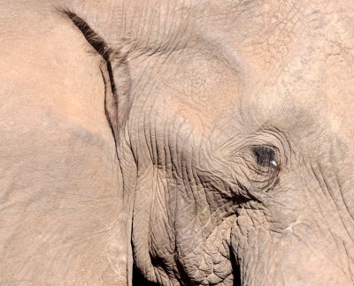 ELEPHANT - AFRICAN ELEPHANT - KRUGER NATIONAL PARK SOUTH AFRICA (11).JPG