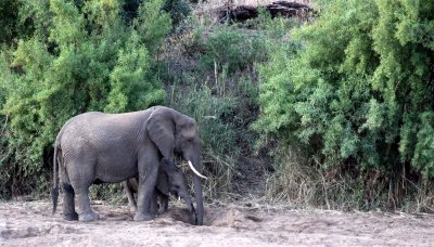 ELEPHANT - AFRICAN ELEPHANT - KRUGER NATIONAL PARK SOUTH AFRICA (3).JPG