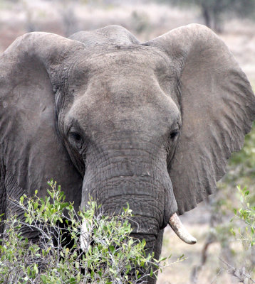 ELEPHANT - AFRICAN ELEPHANT - KRUGER NATIONAL PARK SOUTH AFRICA (47).JPG