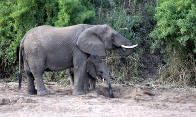 ELEPHANT - AFRICAN ELEPHANT - KRUGER NATIONAL PARK SOUTH AFRICA (6).JPG