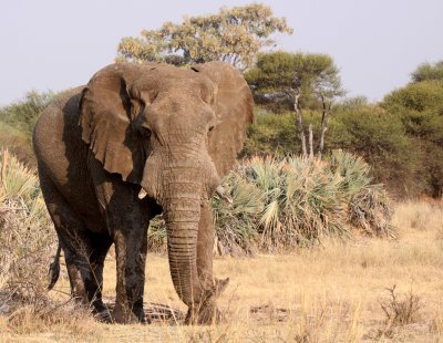 ELEPHANT - AFRICAN ELEPHANT - OLD BULL - BWABWATA NATIONAL PARK NAMIBIA.JPG