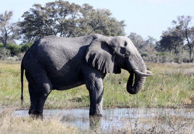 ELEPHANT - AFRICAN ELEPHANT - OLD BULL - KHWAI CAMP - OKAVANGO (5).JPG