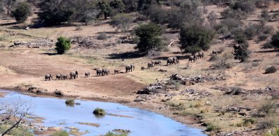 ELEPHANT - AFRICAN ELEPHANT - OLIFANT - KRUGER NATIONAL PARK SOUTH AFRICA (6).JPG