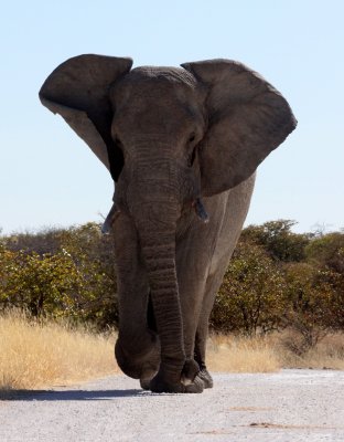 ELEPHANT - AFRICAN ELEPHANT - WARNING US ON THE ROAD - ETOSHA NATIONAL PARK NAMIBIA (3).JPG