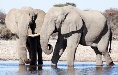 ELEPHANT - AFRICAN ELEPHANT - WHITE DESERT FORM - ETOSHA NATIONAL PARK NAMIBIA (11).JPG