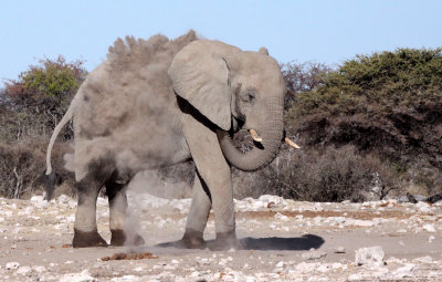 ELEPHANT - AFRICAN ELEPHANT - WHITE DESERT FORM - ETOSHA NATIONAL PARK NAMIBIA (28).JPG