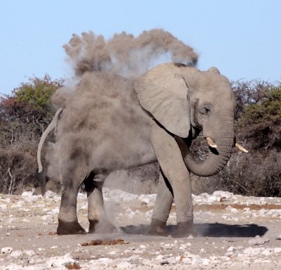 ELEPHANT - AFRICAN ELEPHANT - WHITE DESERT FORM - ETOSHA NATIONAL PARK NAMIBIA (29).JPG